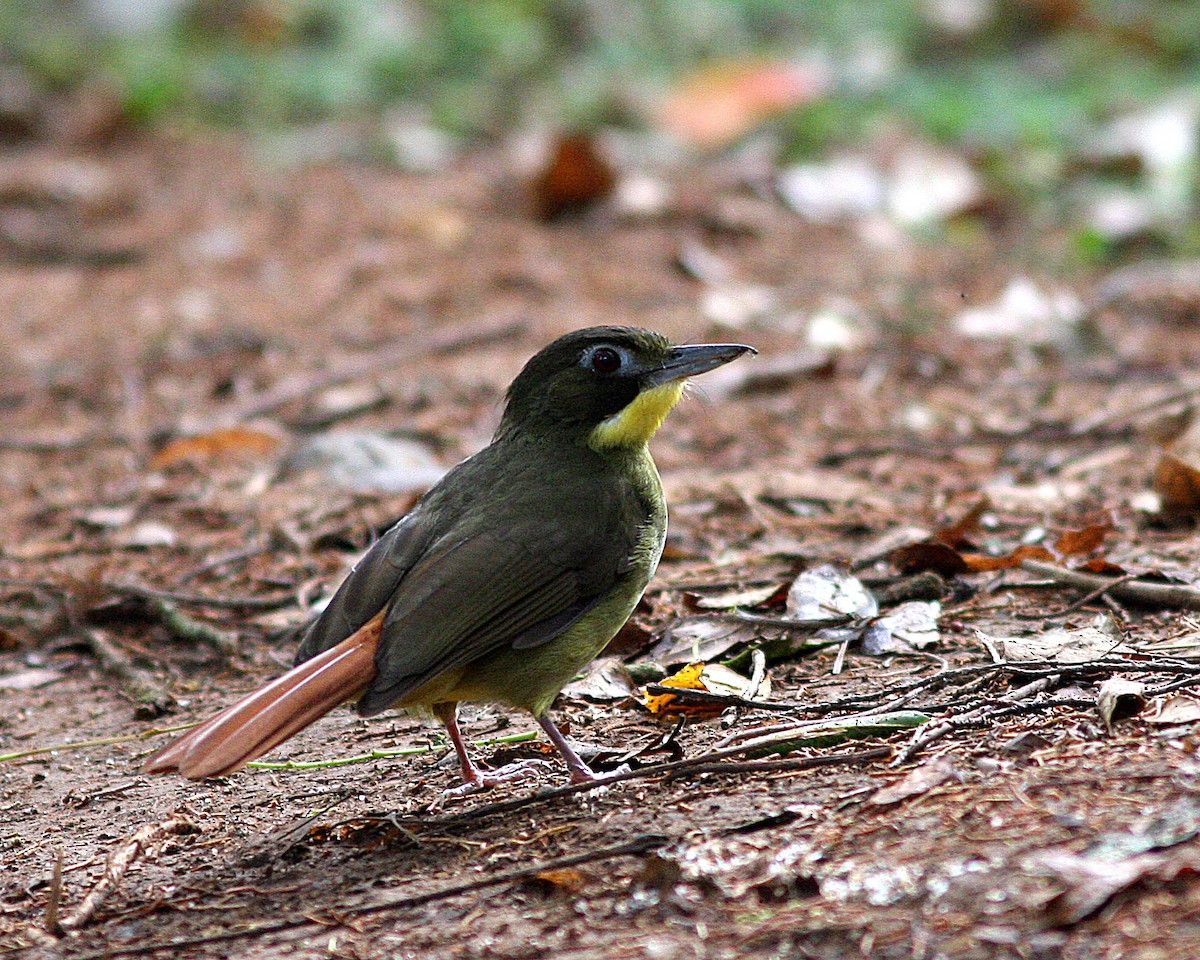 Red-tailed Bristlebill - David Bradley