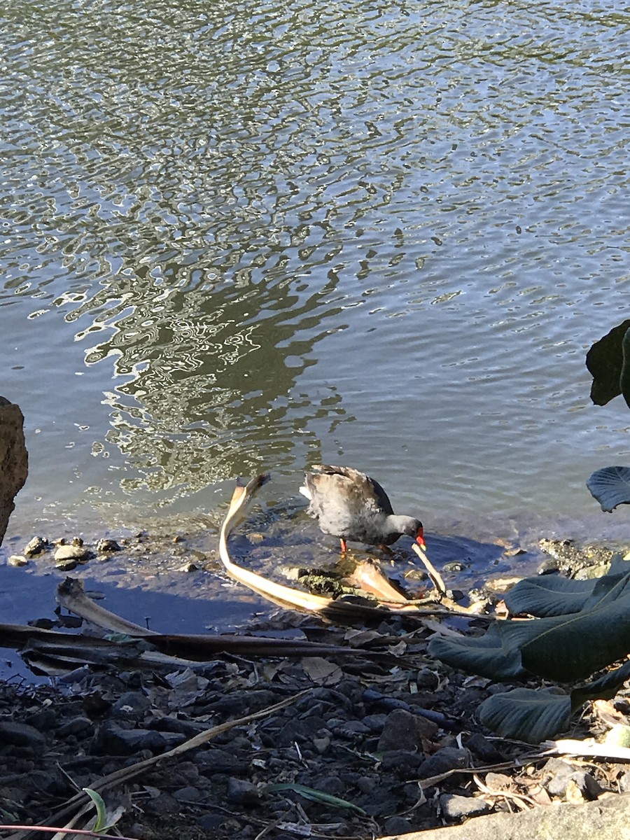 Dusky Moorhen - ML371521491