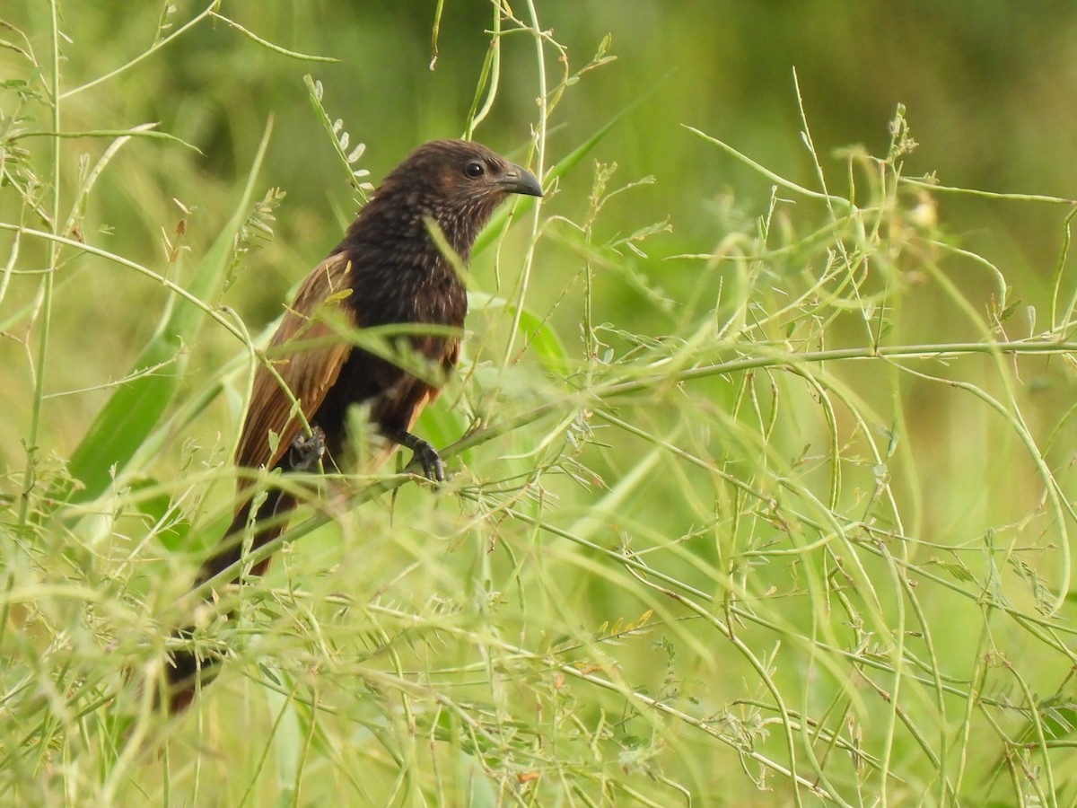 Lesser Coucal - ML371521901