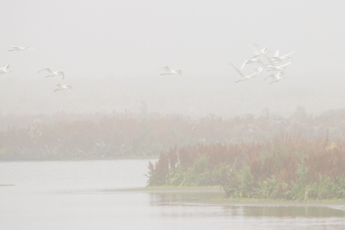 Eurasian Spoonbill - ML371522301