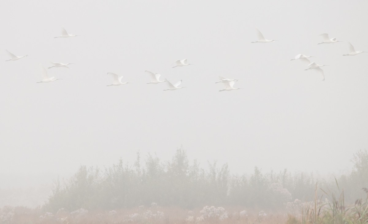 Eurasian Spoonbill - ML371522351