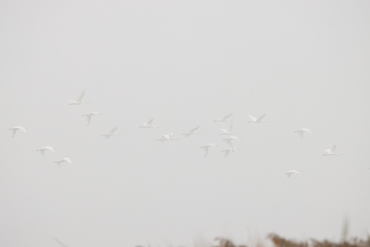 Eurasian Spoonbill - ML371522801