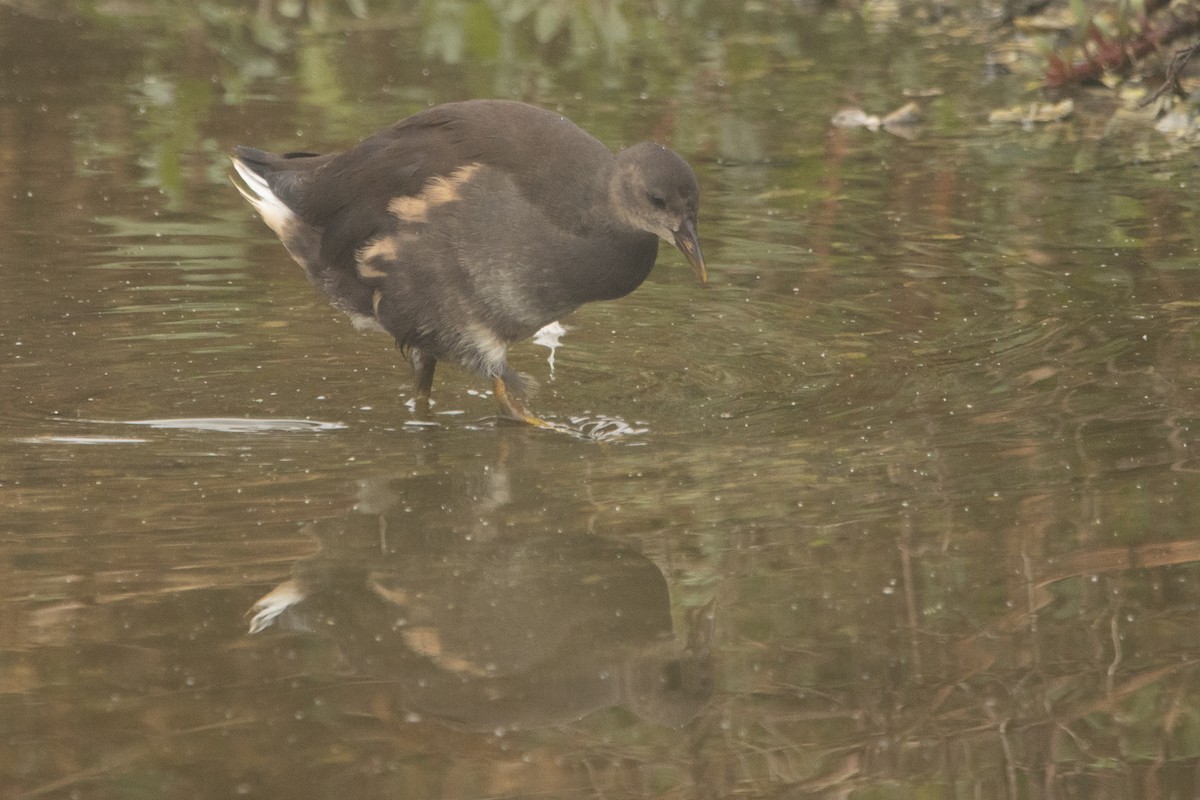 Eurasian Moorhen - Letty Roedolf Groenenboom