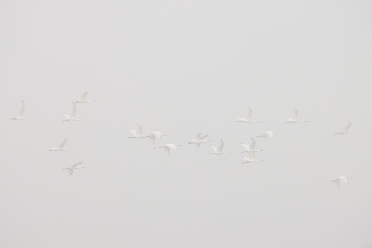 Eurasian Spoonbill - ML371522821