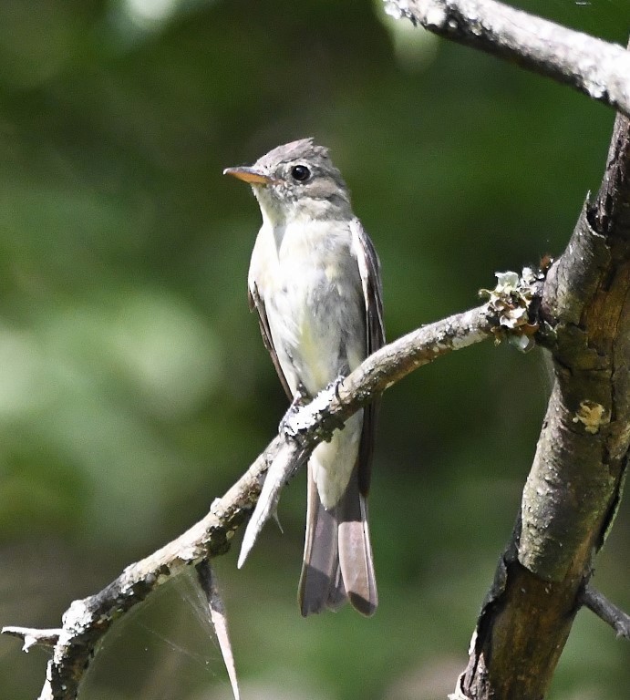 Eastern Wood-Pewee - ML371523021