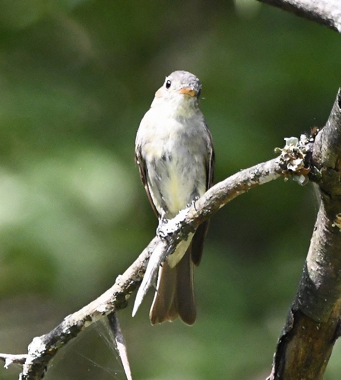 Eastern Wood-Pewee - ML371523031