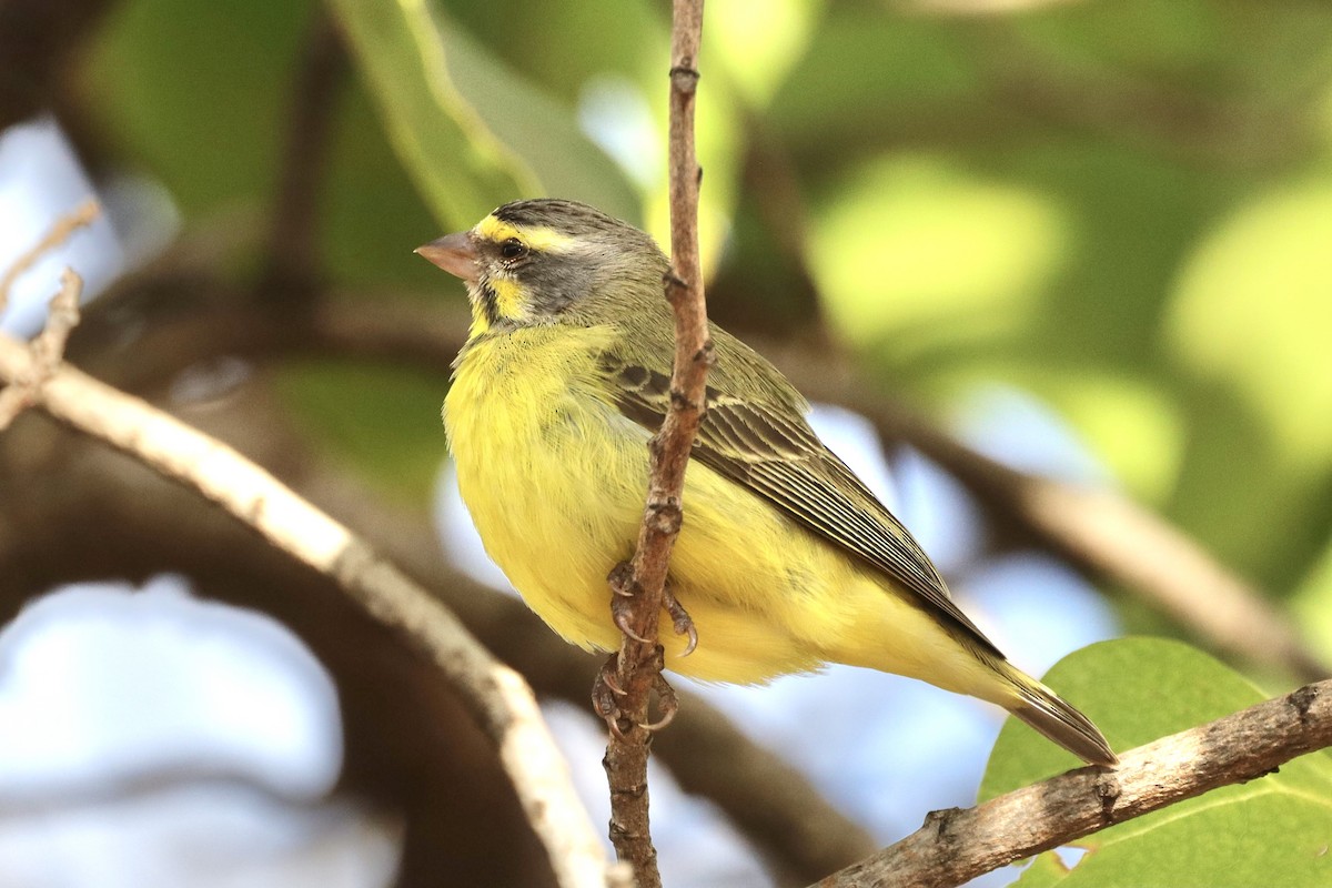 Yellow-fronted Canary - ML371523811