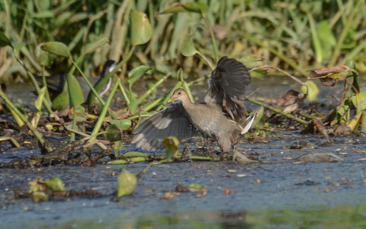 Eurasian Moorhen - ML371524131