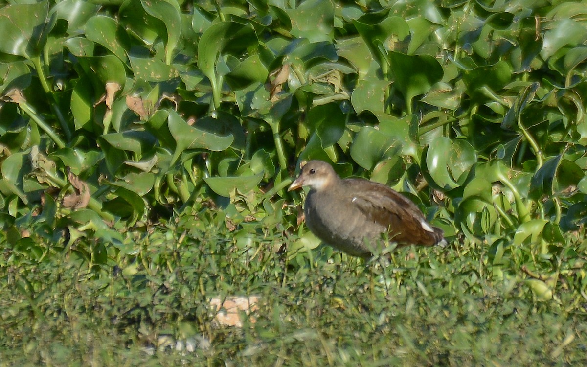 Eurasian Moorhen - ML371524141