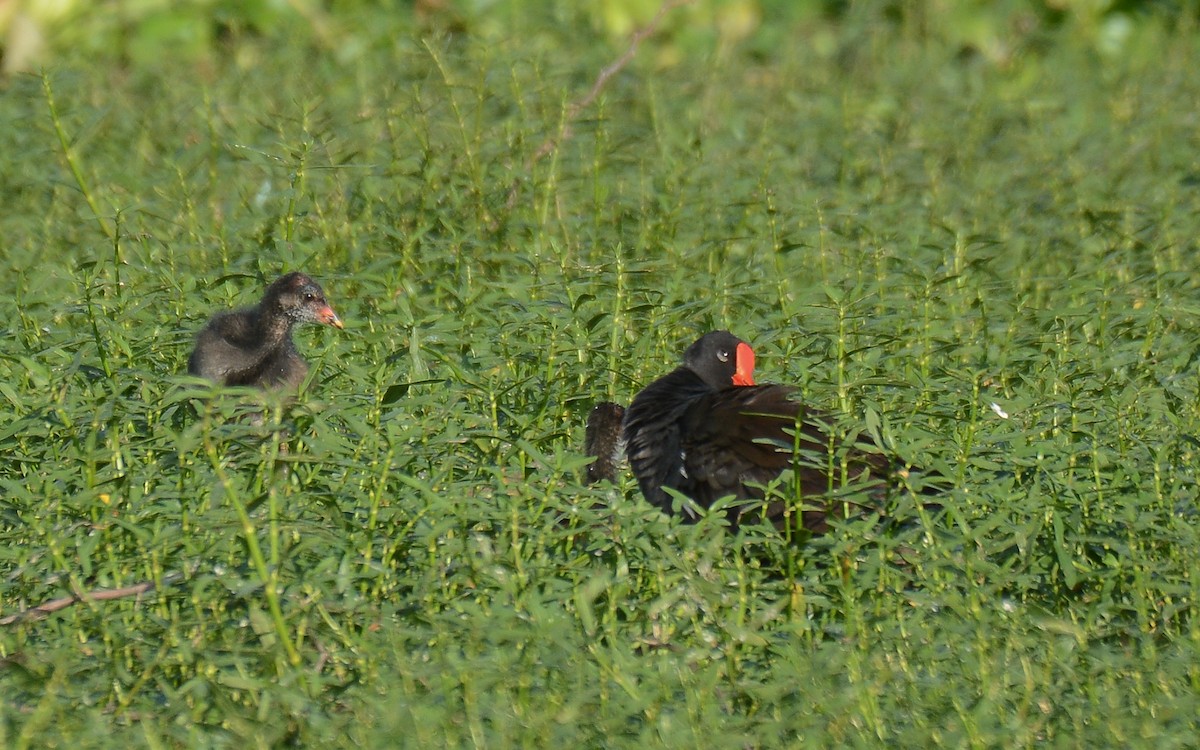 Gallinule poule-d'eau - ML371524151