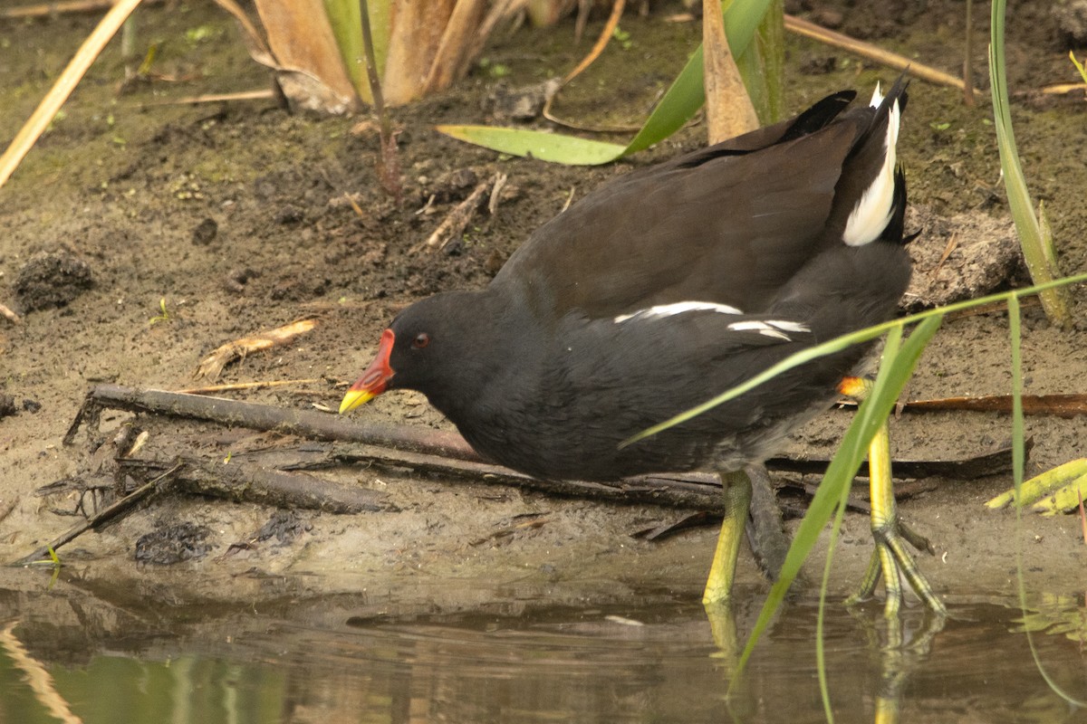 Eurasian Moorhen - Letty Roedolf Groenenboom