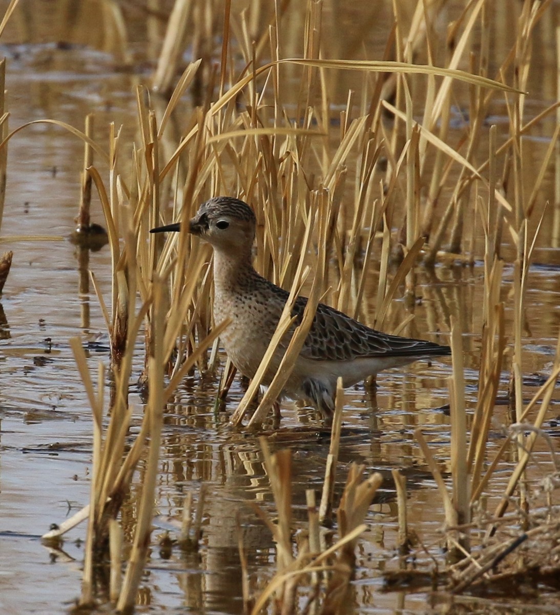 Buff-breasted Sandpiper - ML37152721