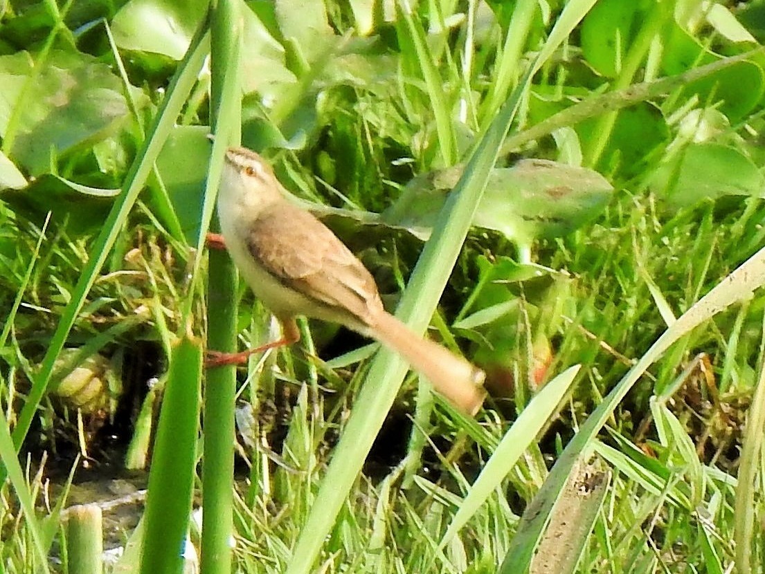 Clamorous Reed Warbler - Arulvelan Thillainayagam