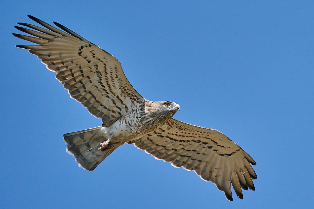 Short-toed Snake-Eagle - ML371528411