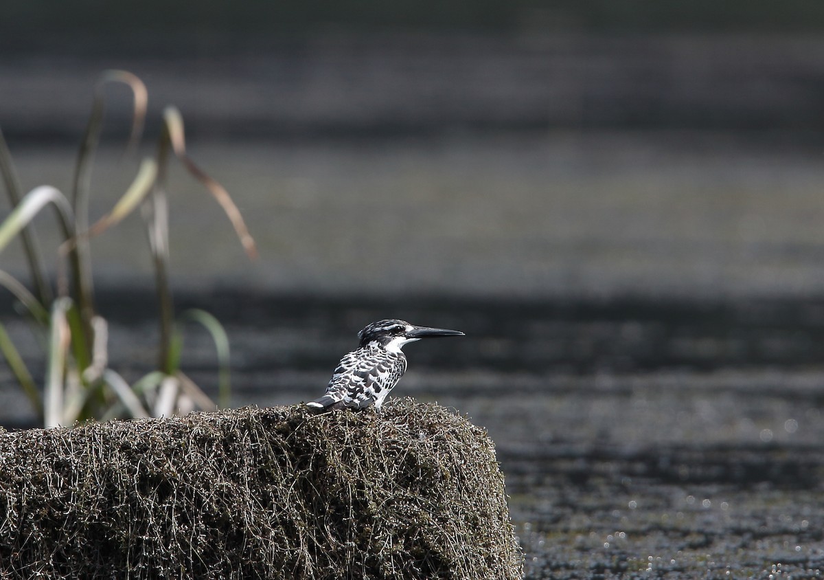 Pied Kingfisher - ML371529931