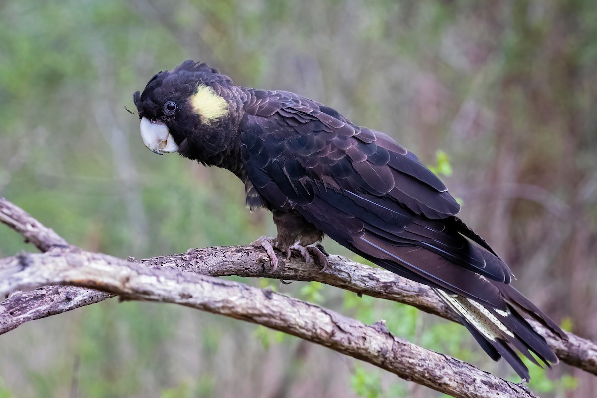 Yellow-tailed Black-Cockatoo - ML371530661