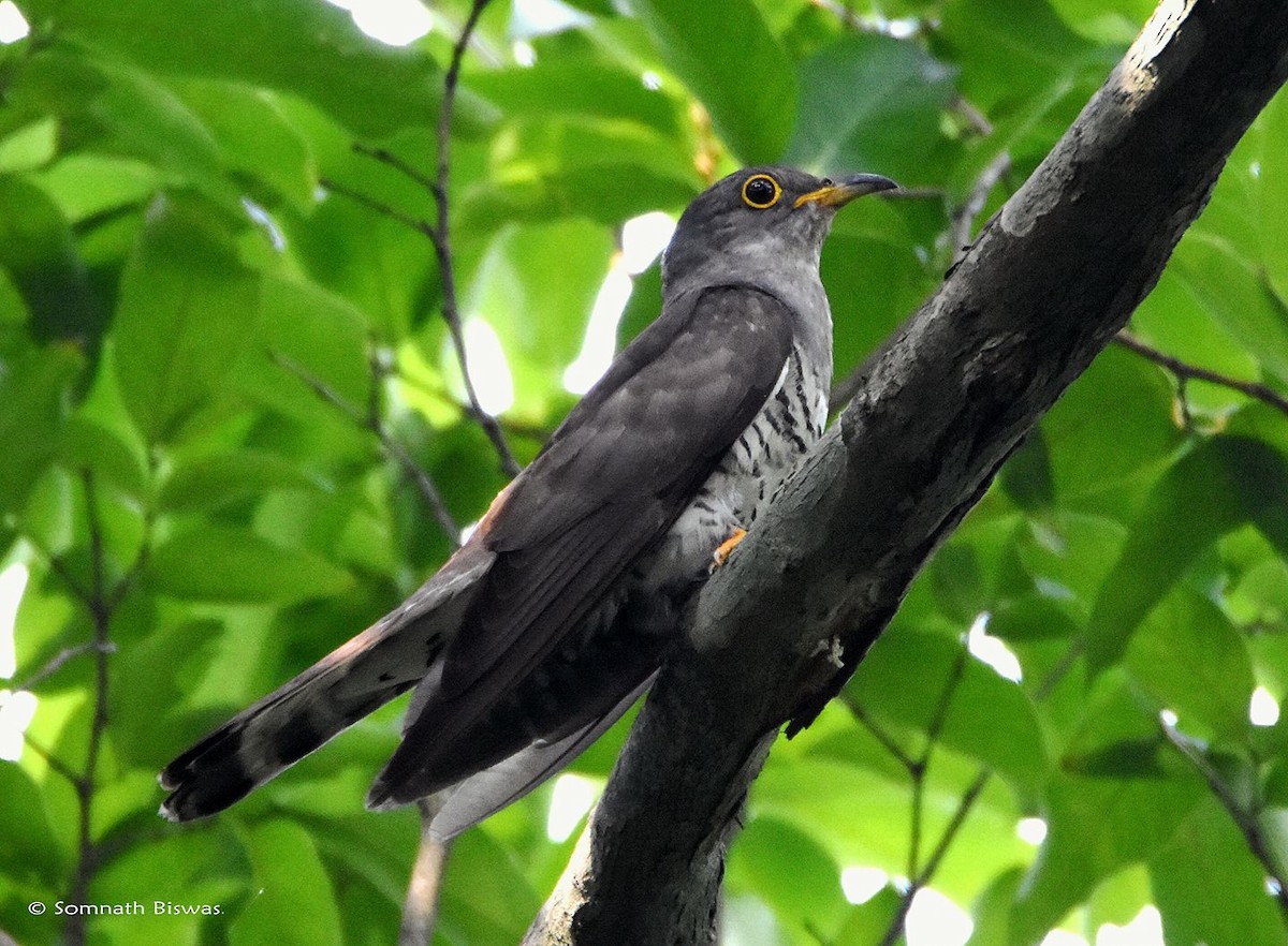 Indian Cuckoo - Somnath Biswas