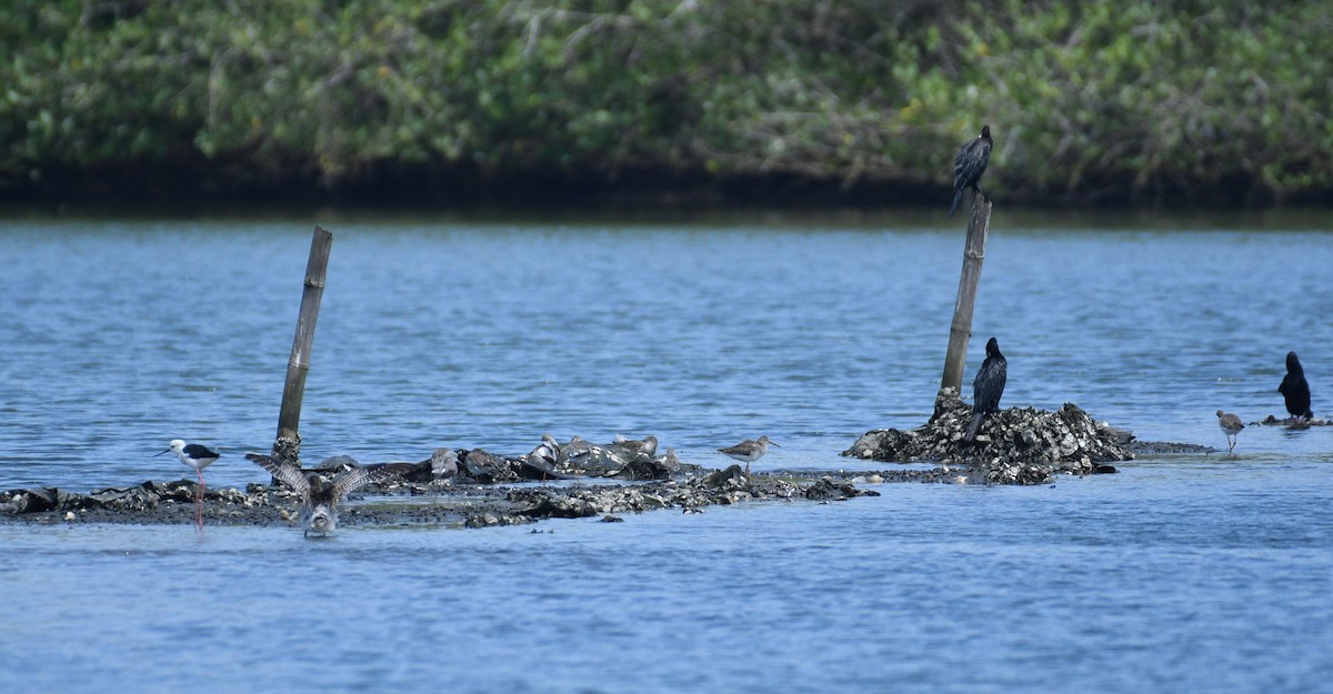 Common Greenshank - ML371531781