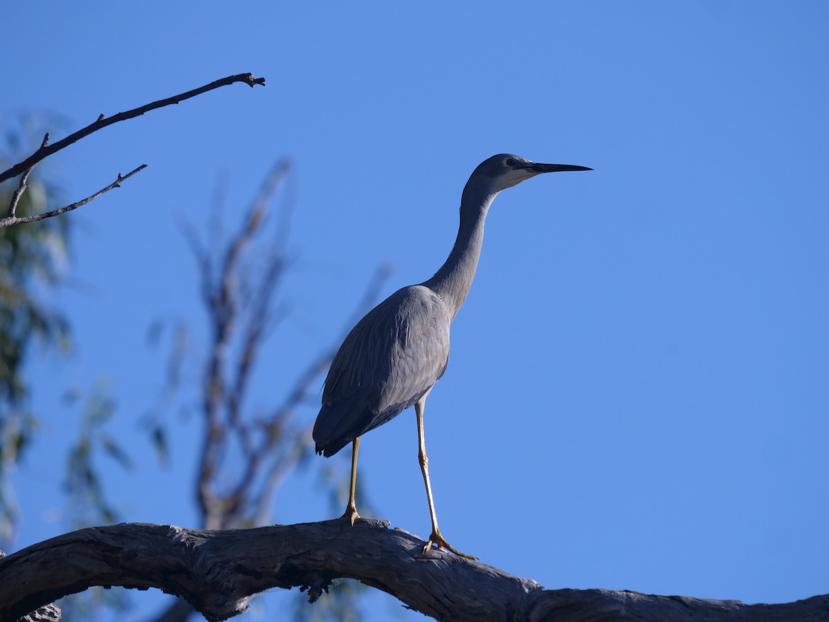 White-faced Heron - ML371533291