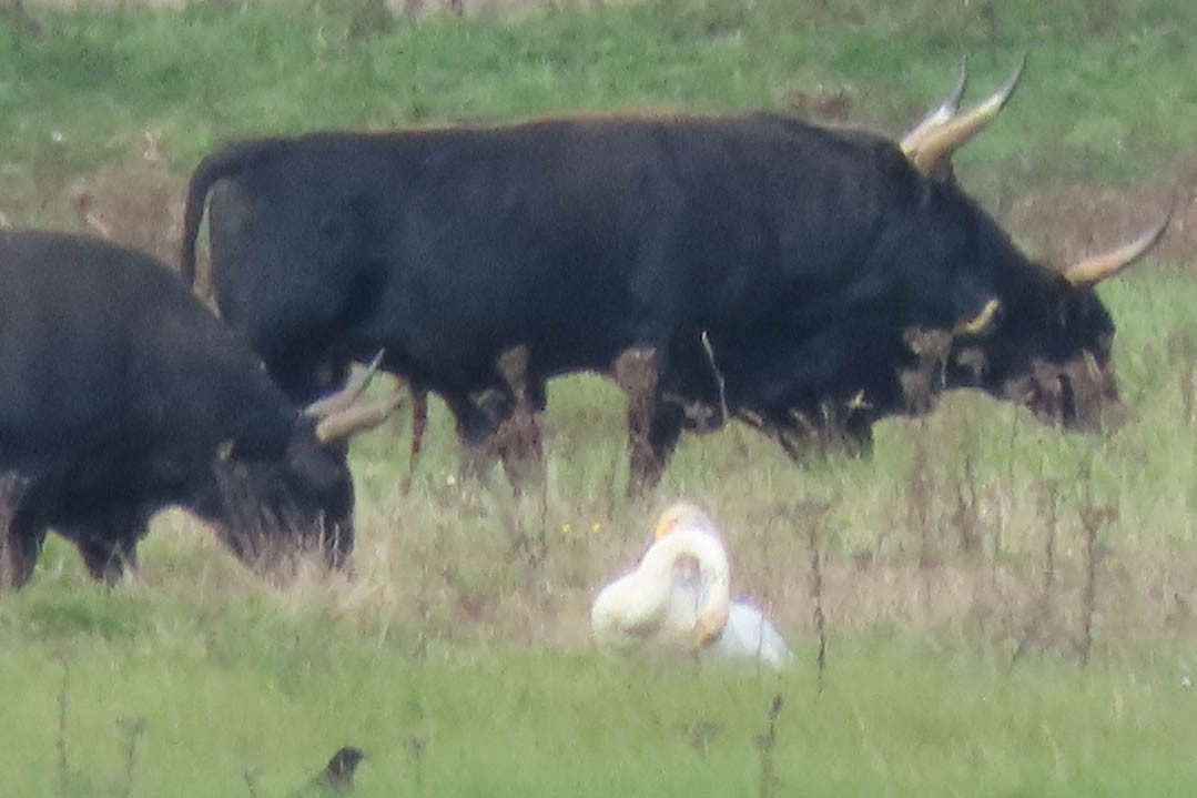 Whooper Swan - ML371534041