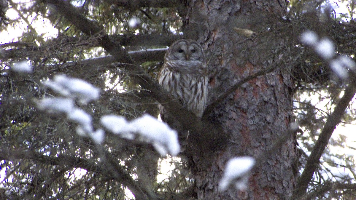 Barred Owl - ML37153411