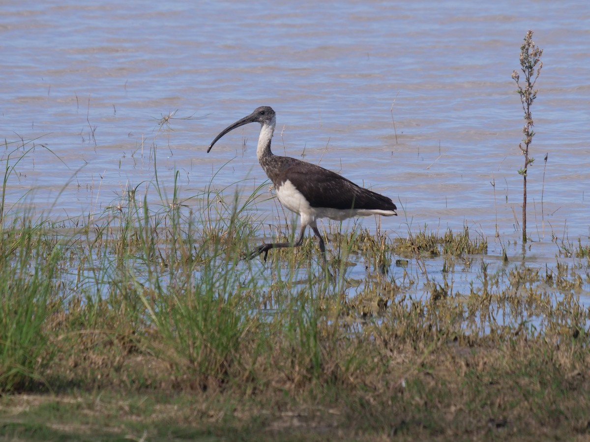 Straw-necked Ibis - ML371534601