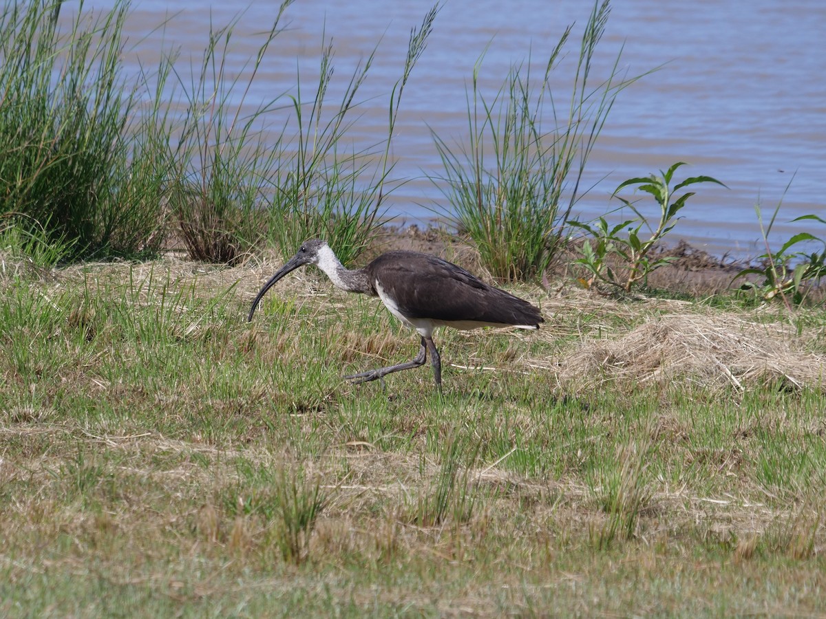 Straw-necked Ibis - ML371534611