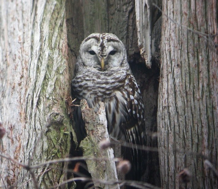 Barred Owl - ML37153531