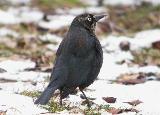 Rusty Blackbird - ML37153551