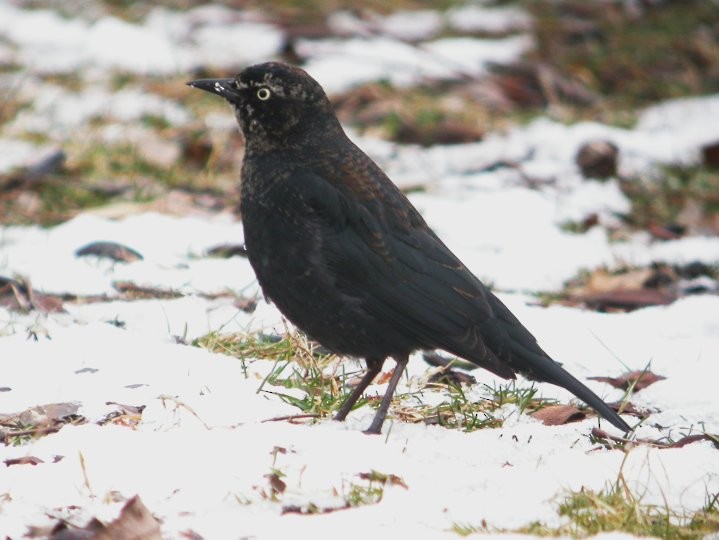 Rusty Blackbird - Nick Anich