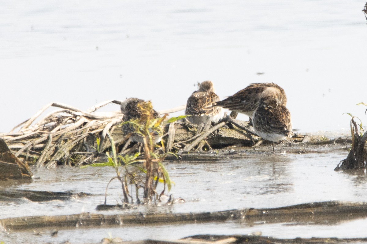 Dunlin - Letty Roedolf Groenenboom