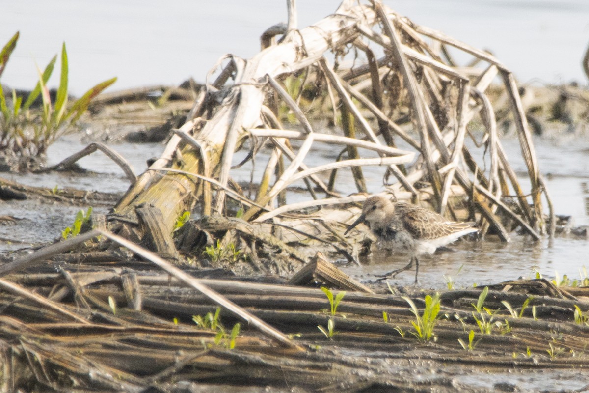 Dunlin - ML371541321