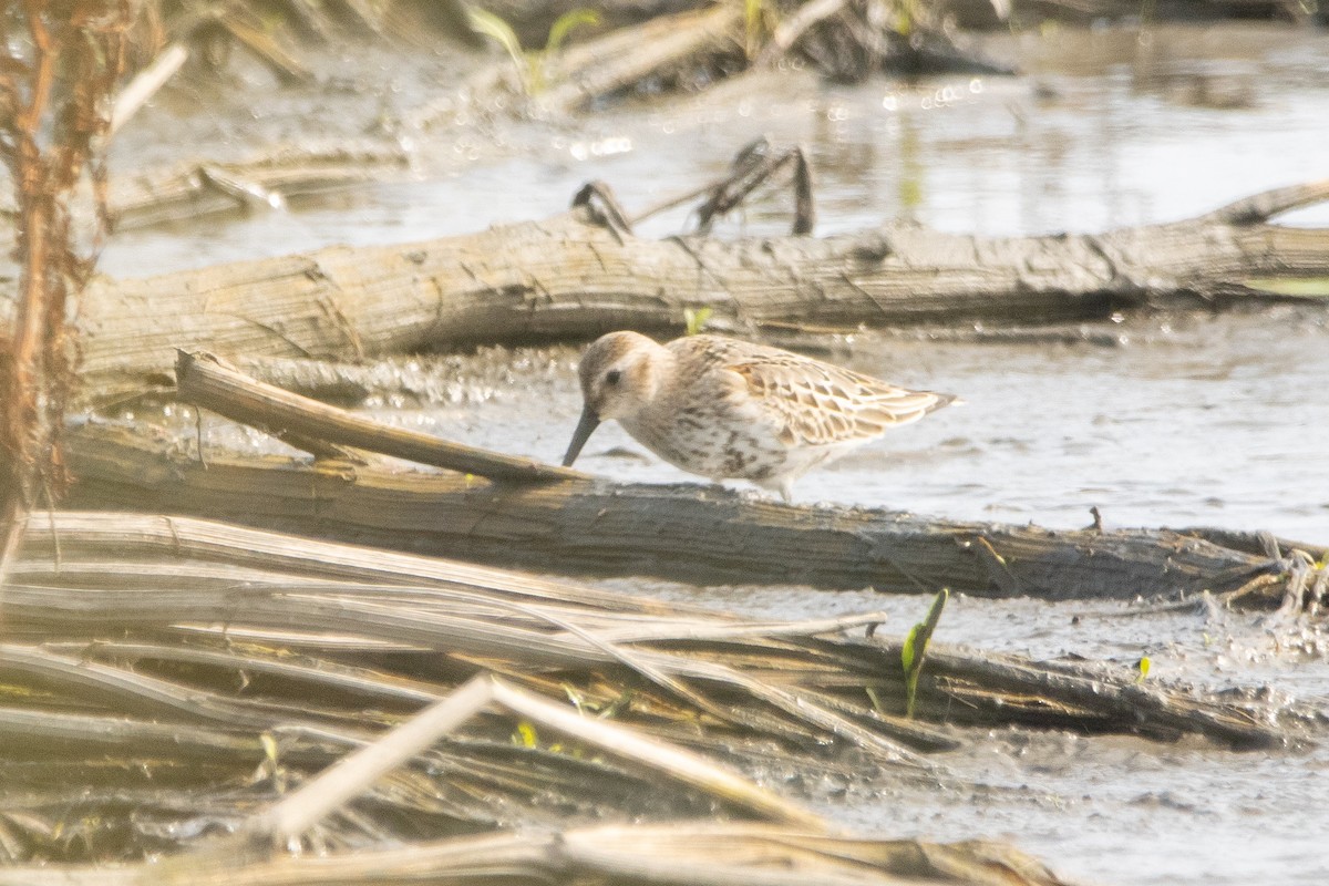 Dunlin - Letty Roedolf Groenenboom