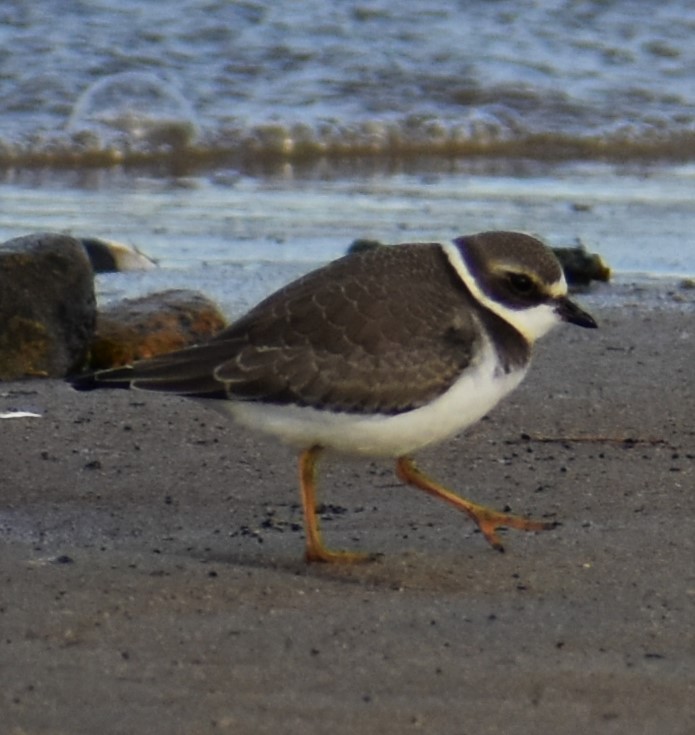 Semipalmated Plover - ML371543041