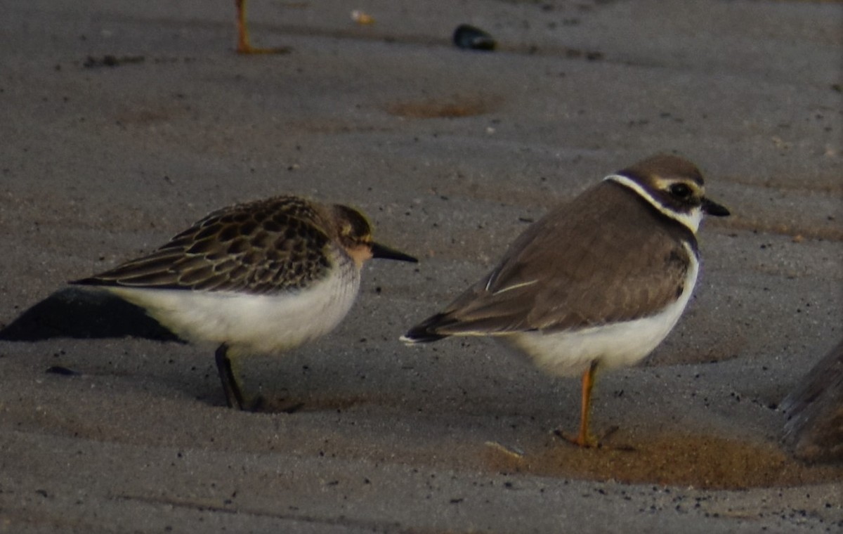 Semipalmated Plover - ML371543051