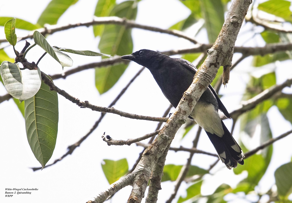 White-winged Cuckooshrike - Ramon Quisumbing
