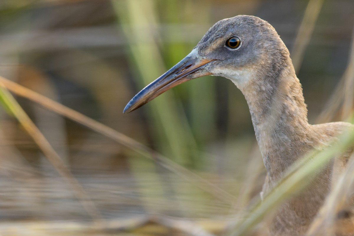 Clapper Rail - Brad Imhoff