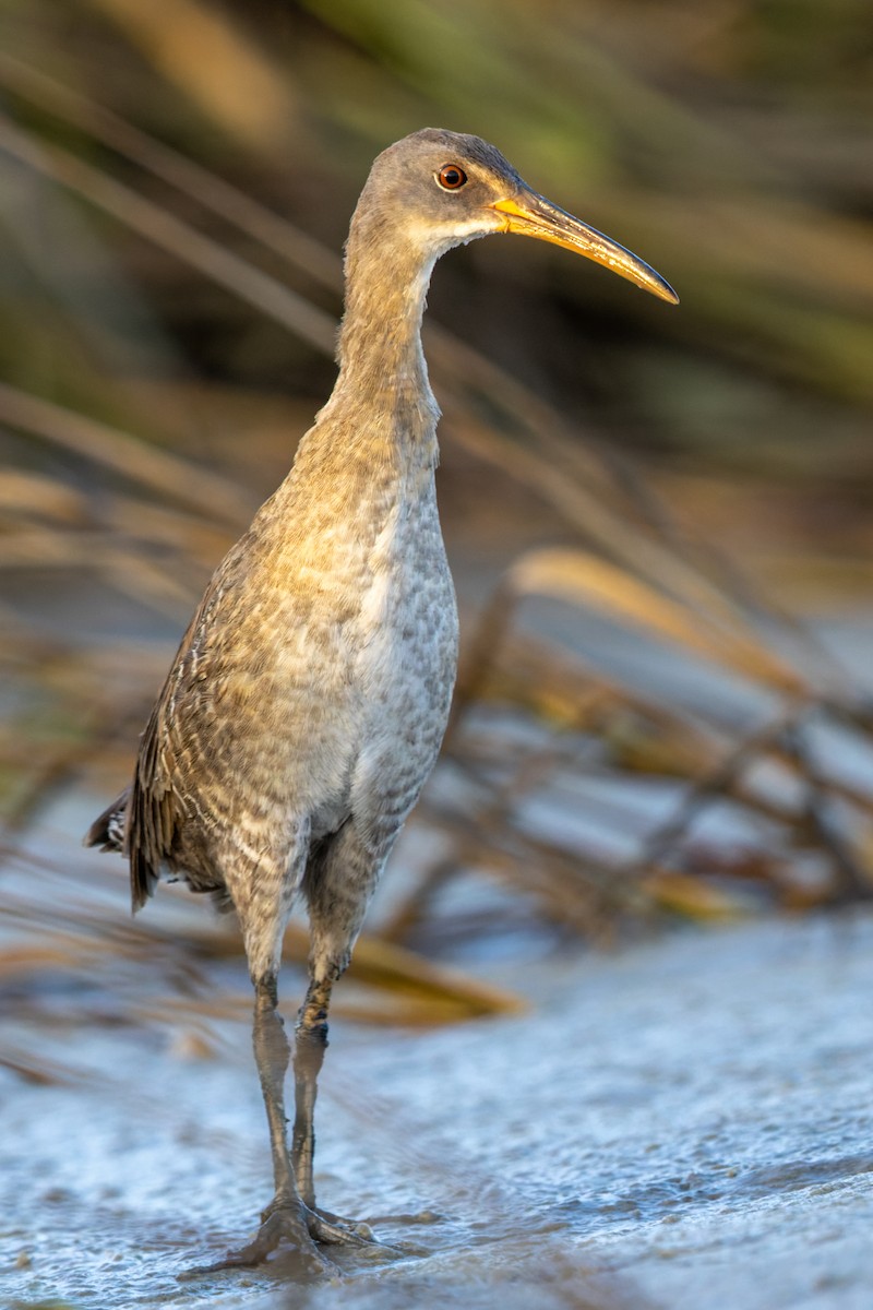 Clapper Rail - ML371544171