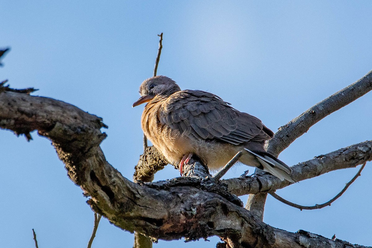 Spotted Dove - ML371546301