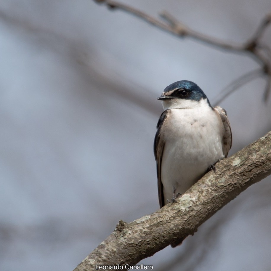 White-rumped Swallow - Leonardo Caballero