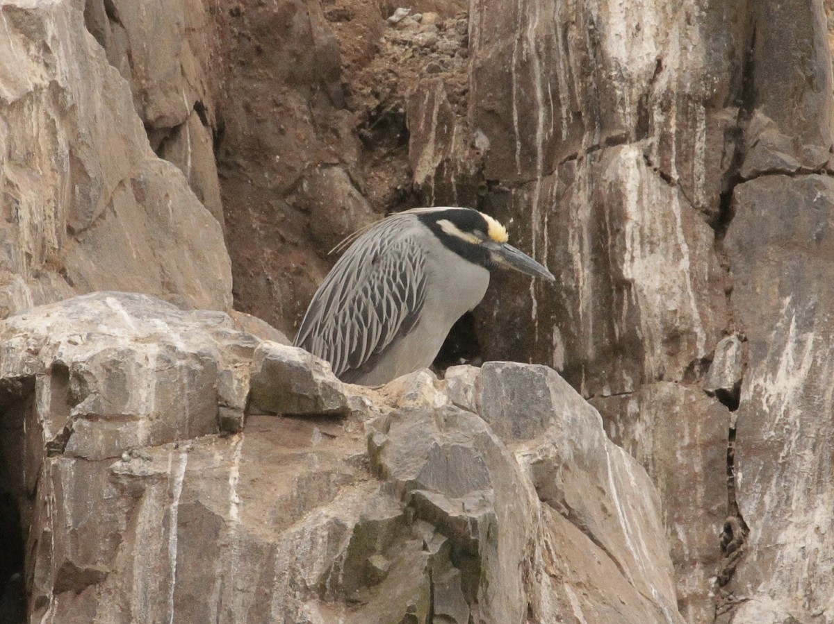 Yellow-crowned Night Heron - ML371547501