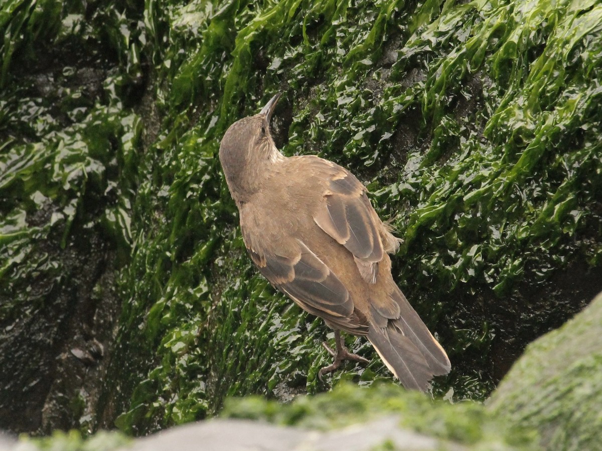 Surf Cinclodes - ML371547721