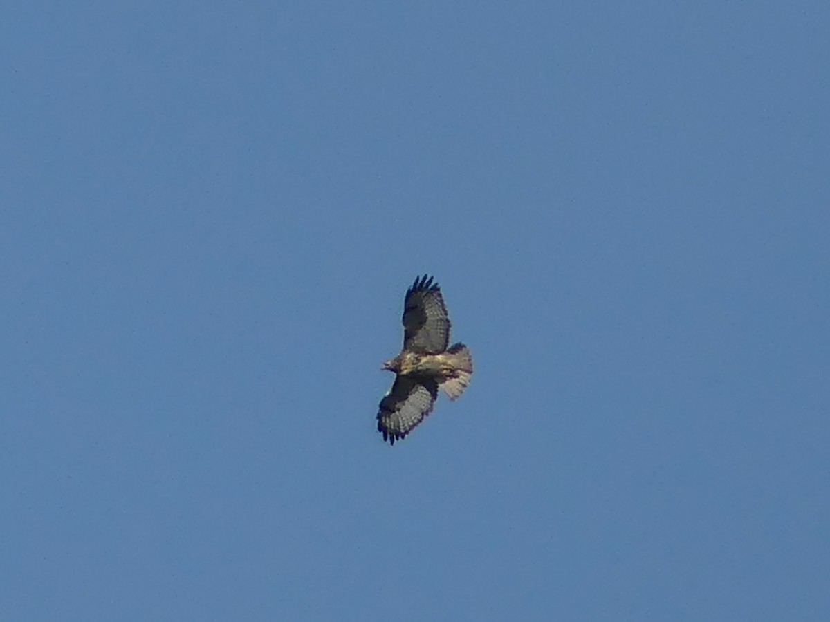 Red-tailed Hawk - ML371547931