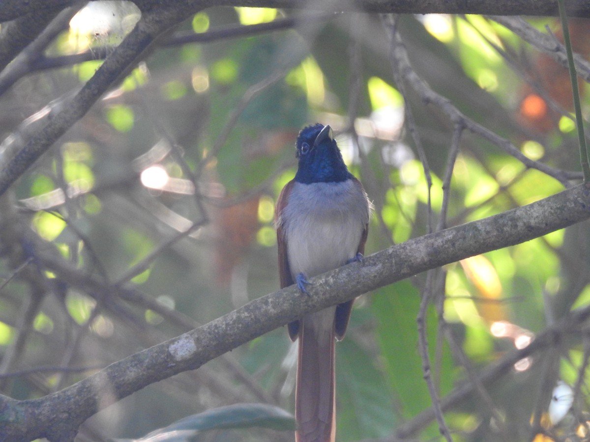 Indian Paradise-Flycatcher - ML371549861