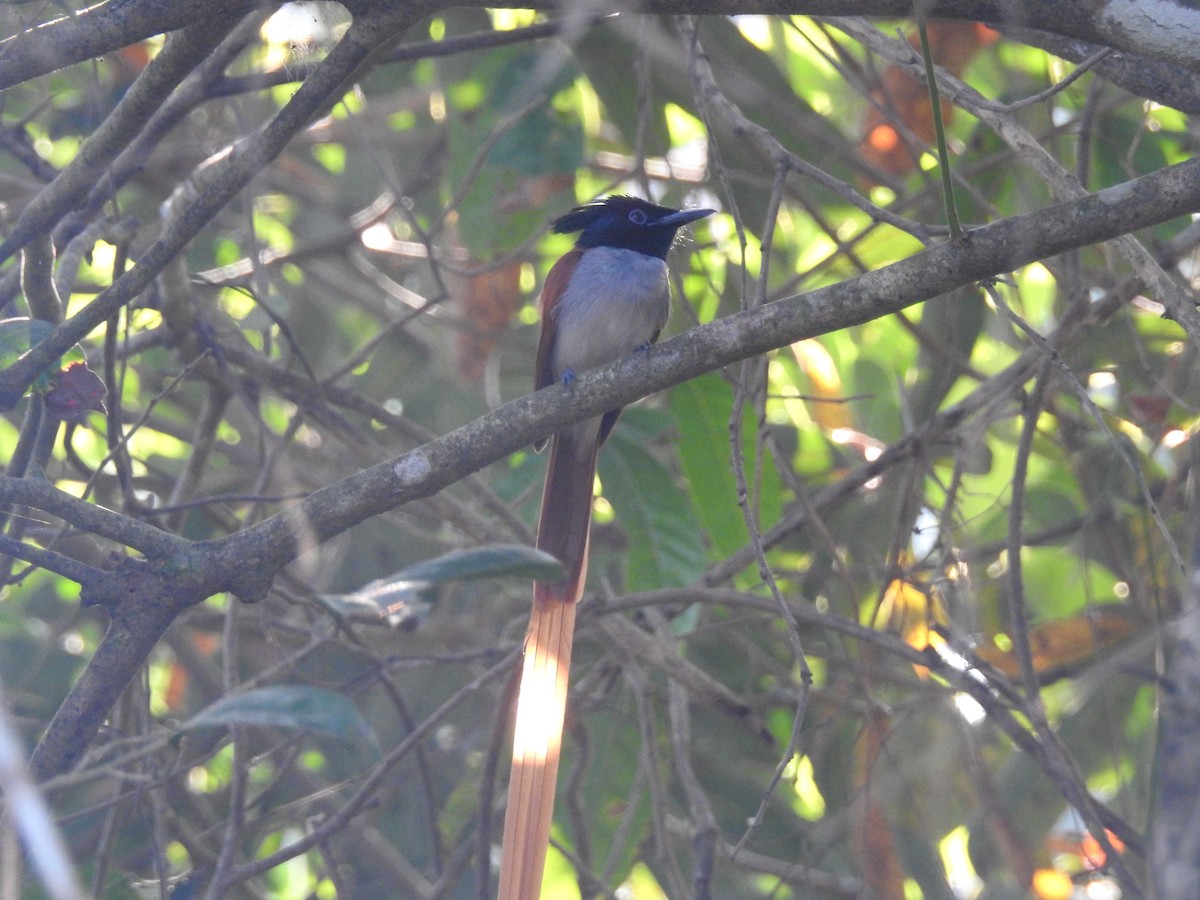 Indian Paradise-Flycatcher - ML371550231