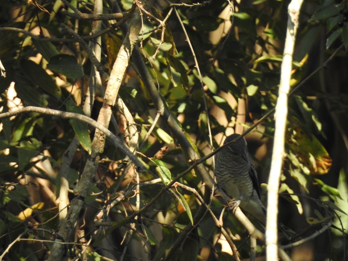 Black-headed Cuckooshrike - Ashwin R