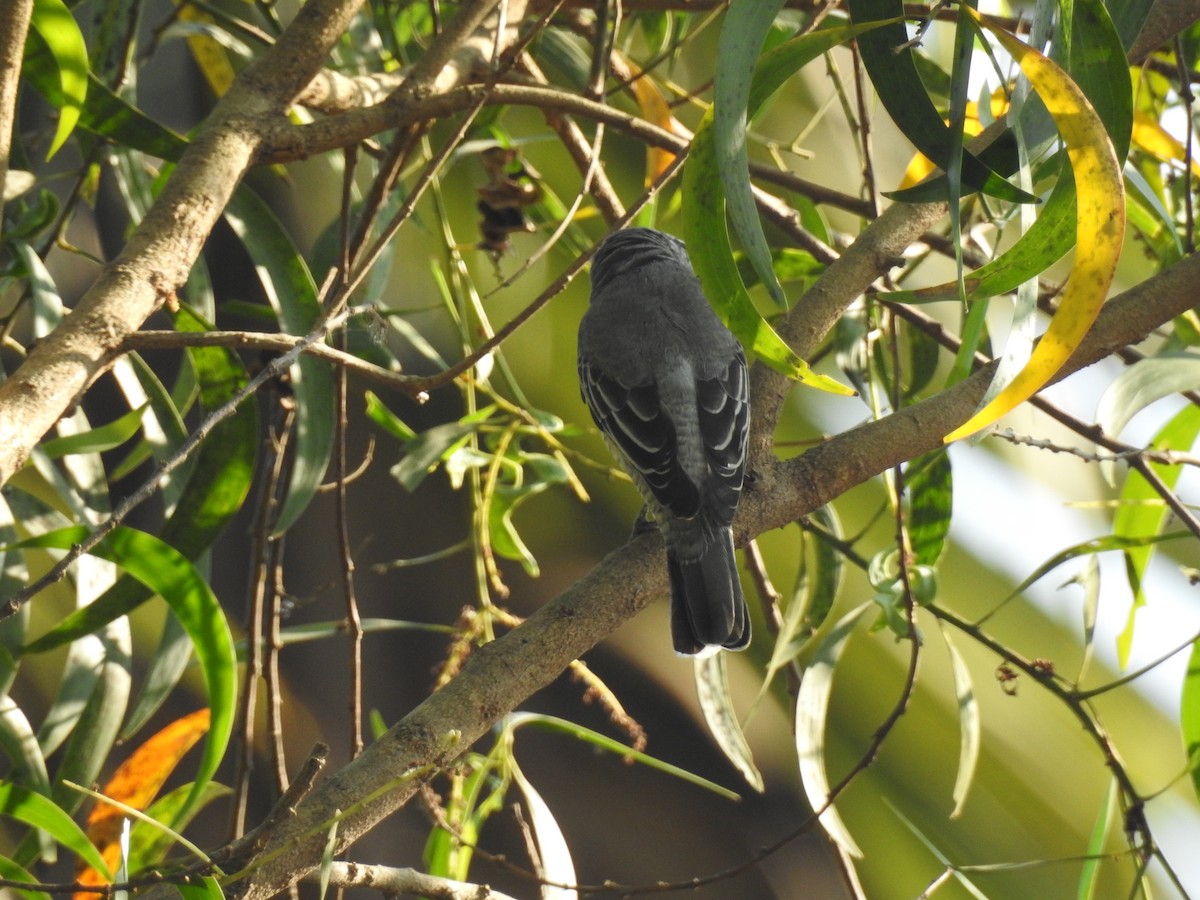 Black-headed Cuckooshrike - ML371552271