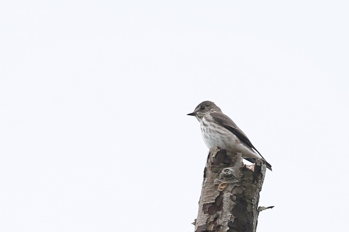 Gray-streaked Flycatcher - ML37155361