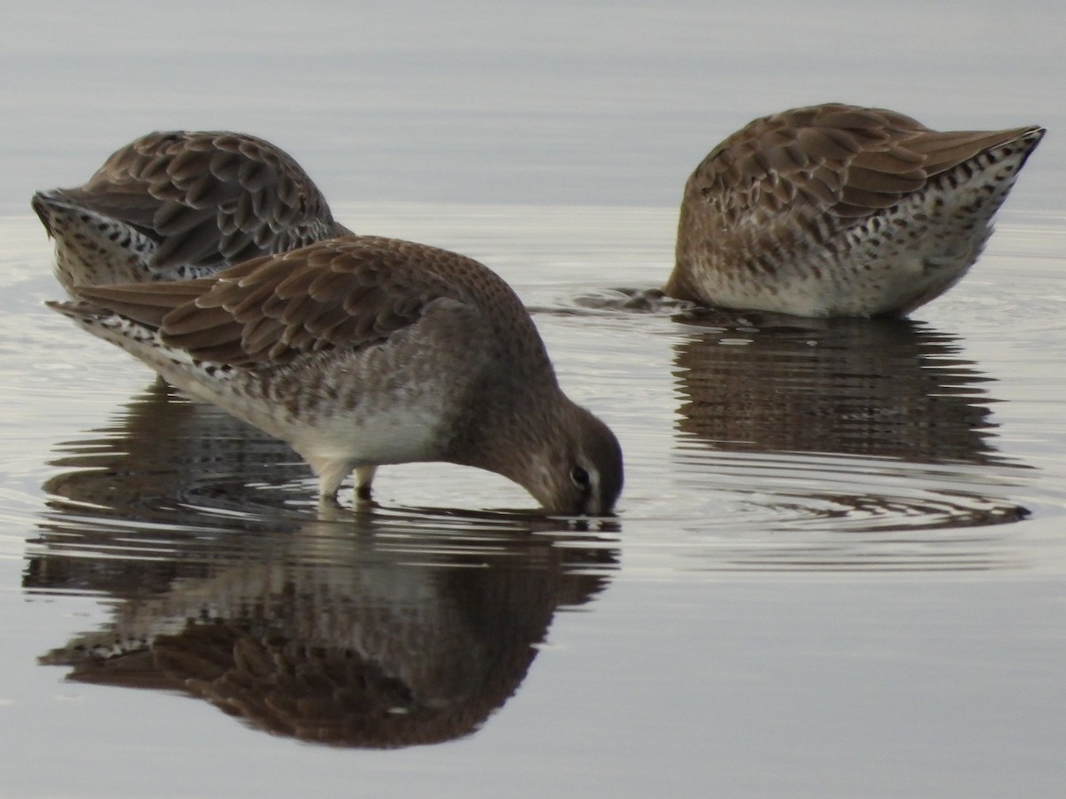 Long-billed Dowitcher - ML371555081