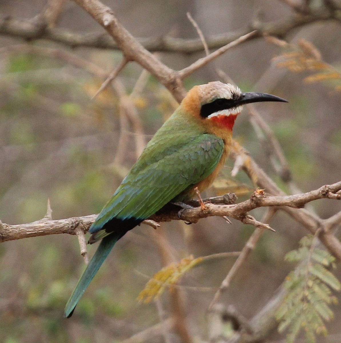 White-fronted Bee-eater - ML37155591